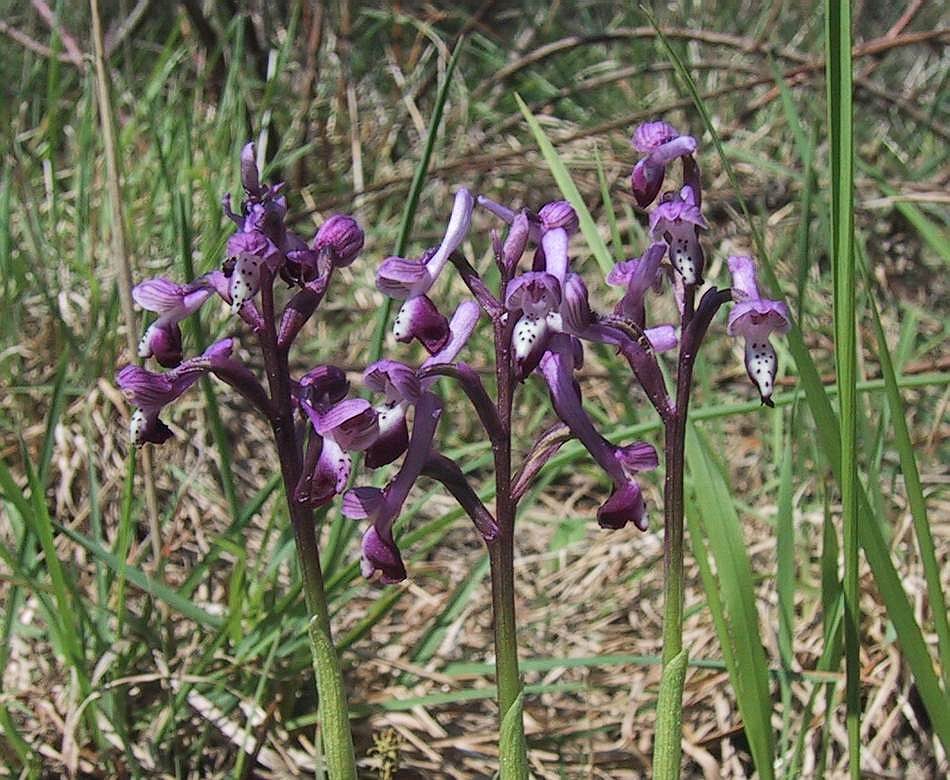 Orchis longicornu